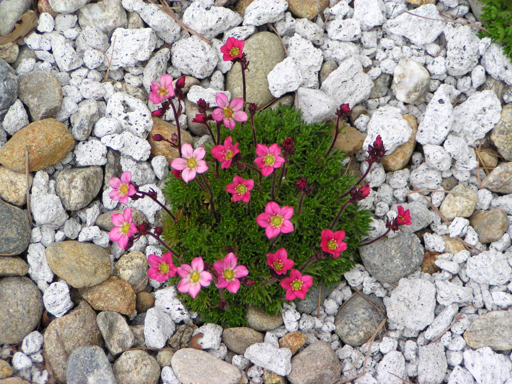 Saxifraga aquilegifolium 'Purple Robe'